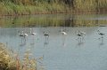 21.10.2012 Saline di Priolo (154)